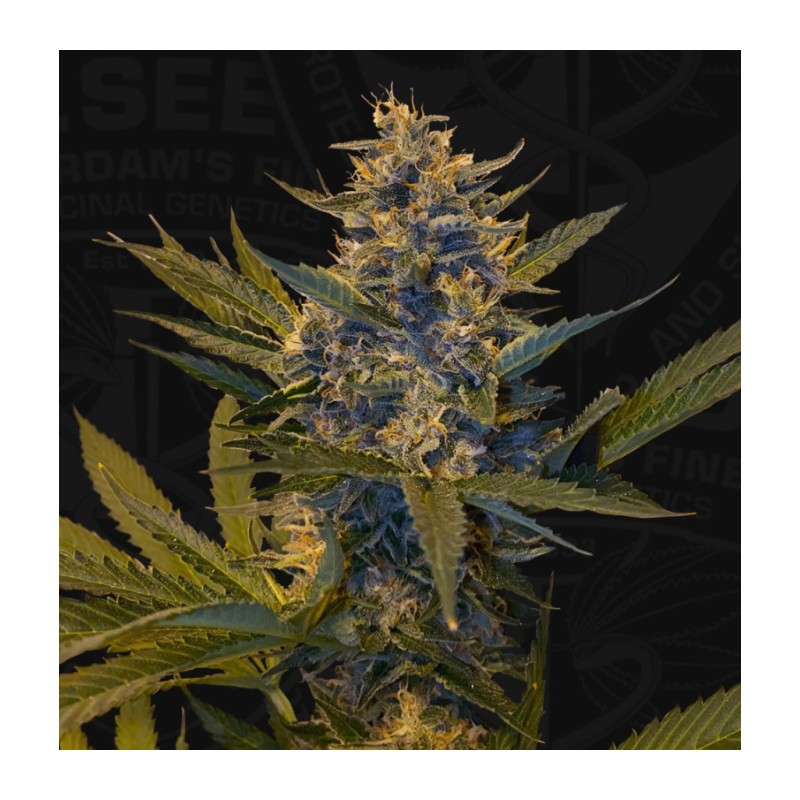 MELONSICLE · TH Seeds · cannabis seeds · Fem