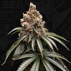 MONA LISA · TH Seeds ·...