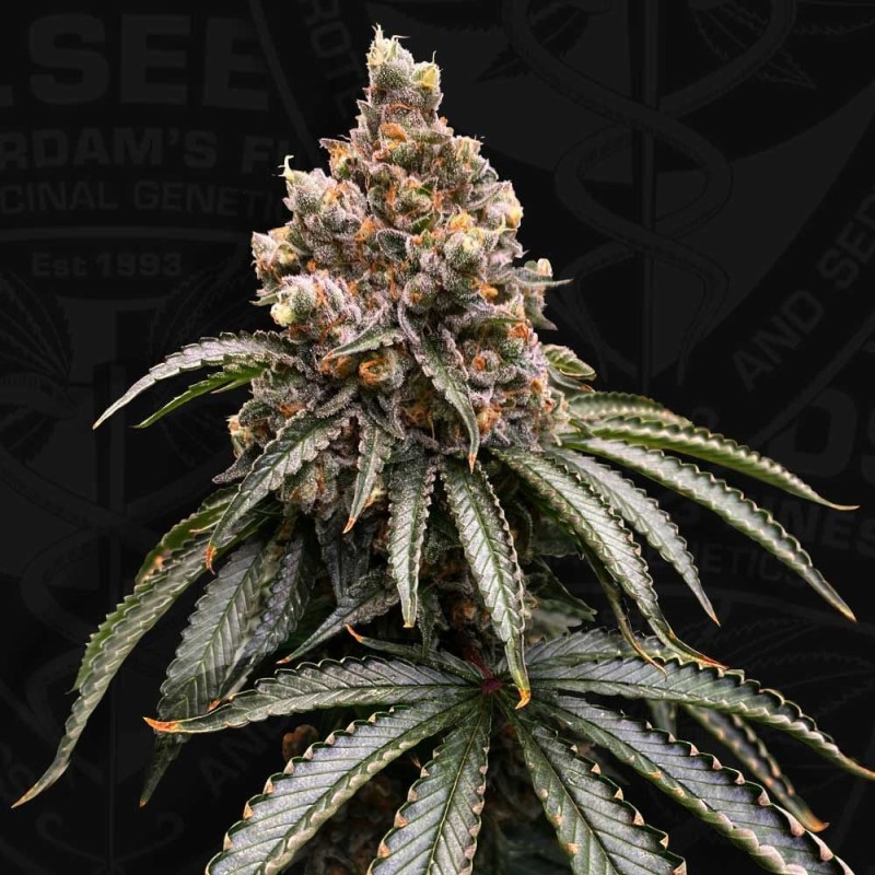 MONA LISA · TH Seeds · cannabis seeds · Fem