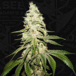 MONT BLANC · TH Seeds · graines de cannabis · Fem