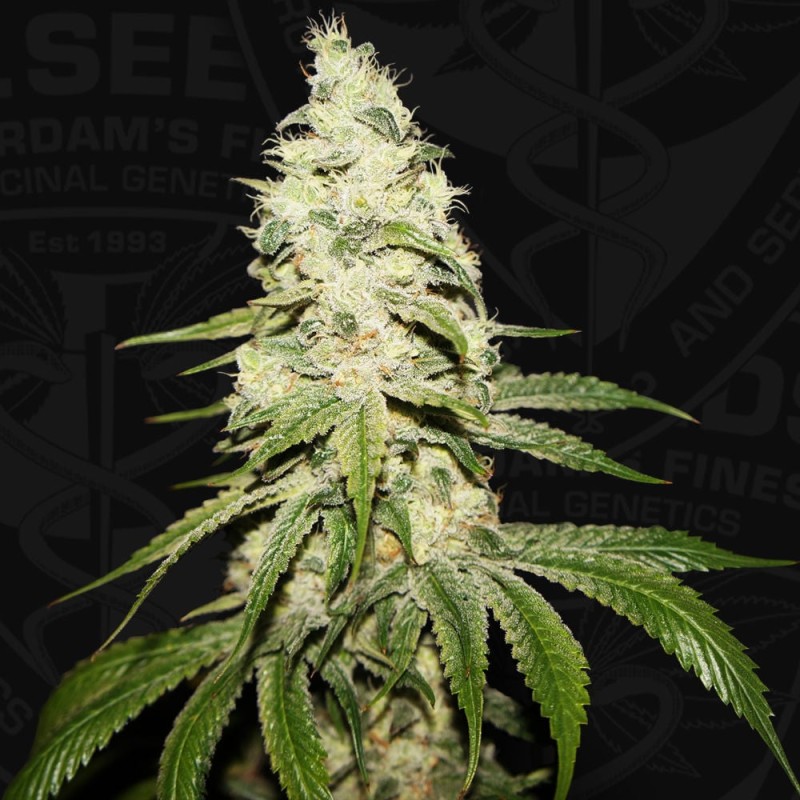MONT BLANC · TH Seeds · sementes de maconha · Fem