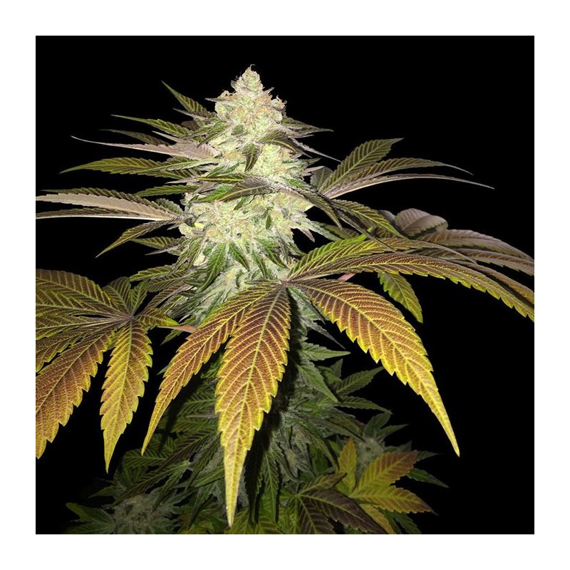 ORANGESICLE · TH Seeds · sementes de maconha · Fem
