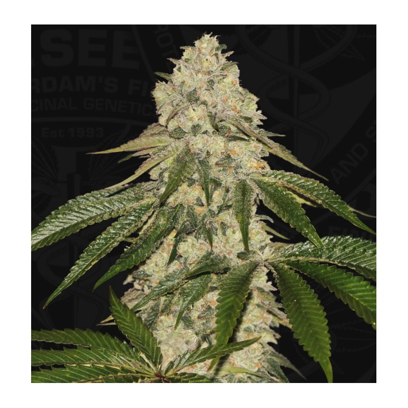 PISTHASH · TH Seeds · sementes de maconha · Fem