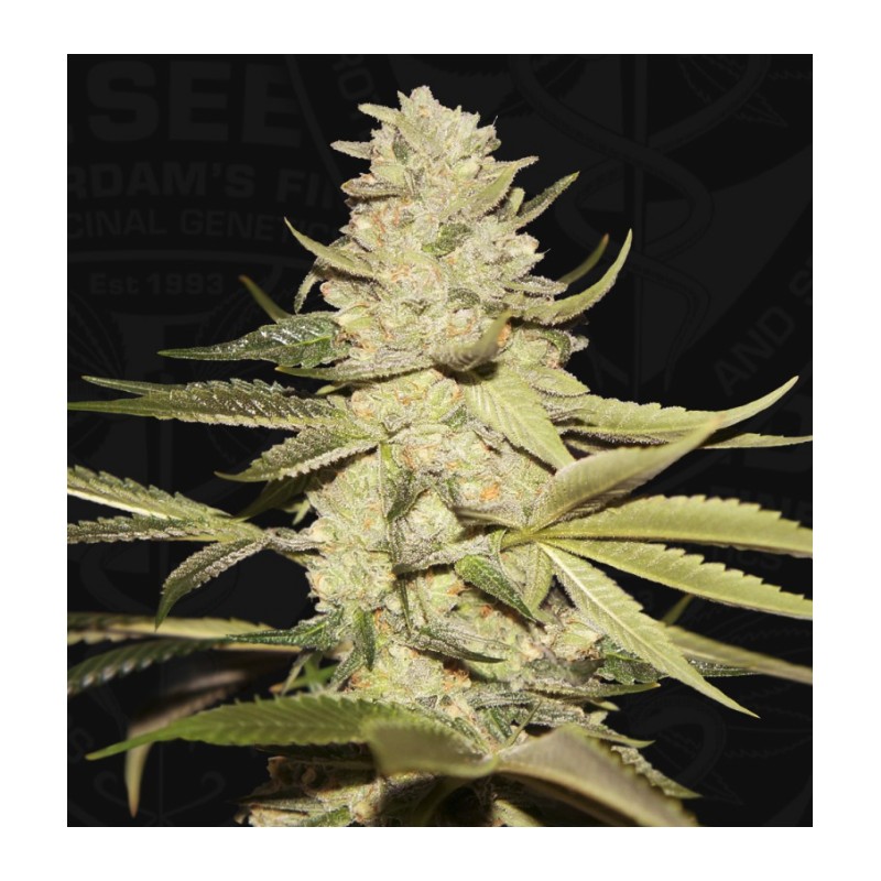 PLANET LEMON · TH Seeds · graines de cannabis · Fem