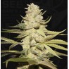 PLANET LEMON · TH Seeds · graines de cannabis · Fem