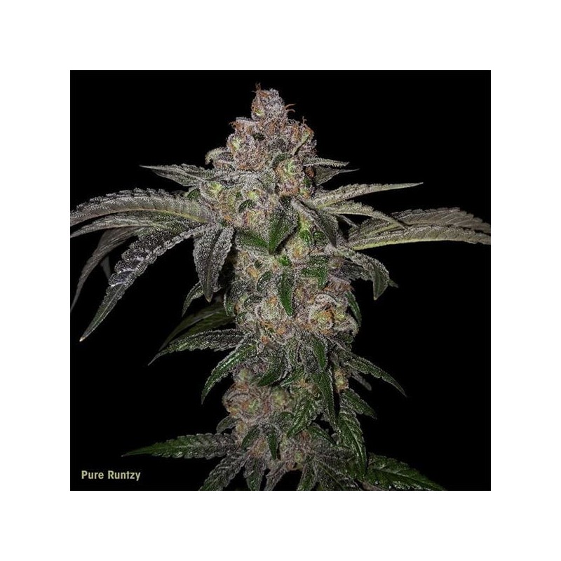 PURE RUNTZY · TH Seeds · graines de cannabis · Fem