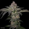 PURE RUNTZY · TH Seeds · graines de cannabis · Fem