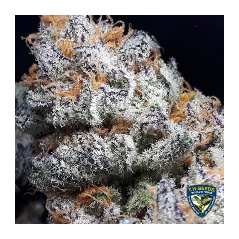 PURPLE BANANA CREAM · TH Seeds · cannabis samen · Fem