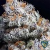 PURPLE BANANA CREAM · TH Seeds · cannabis samen · Fem