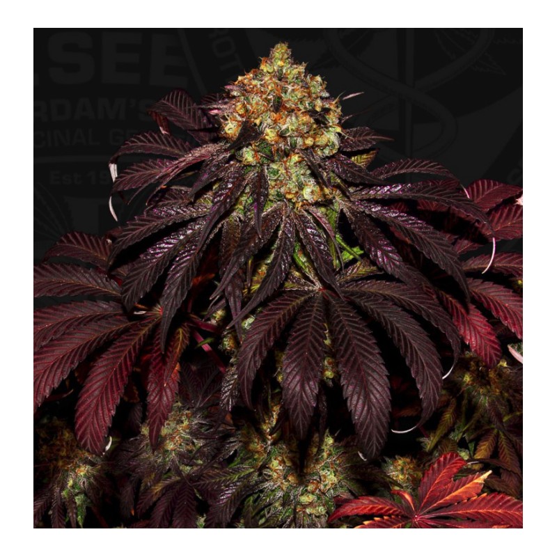 STRACCIATELLA DO-SI-DOS X SBC · TH Seeds · sementes de maconha · Fem