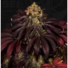 STRACCIATELLA DO-SI-DOS X SBC · TH Seeds · graines de cannabis · Fem