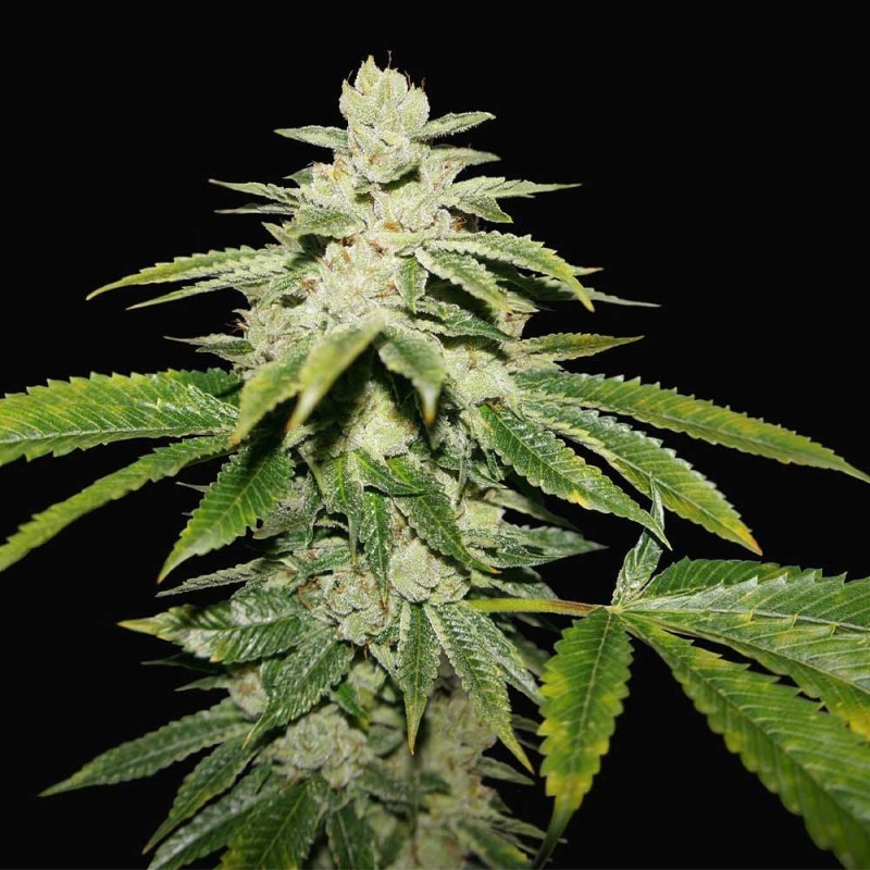 WATERMELON ULTRA · TH Seeds · cannabis samen · Fem