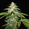 WATERMELON ULTRA · TH Seeds · cannabis samen · Fem