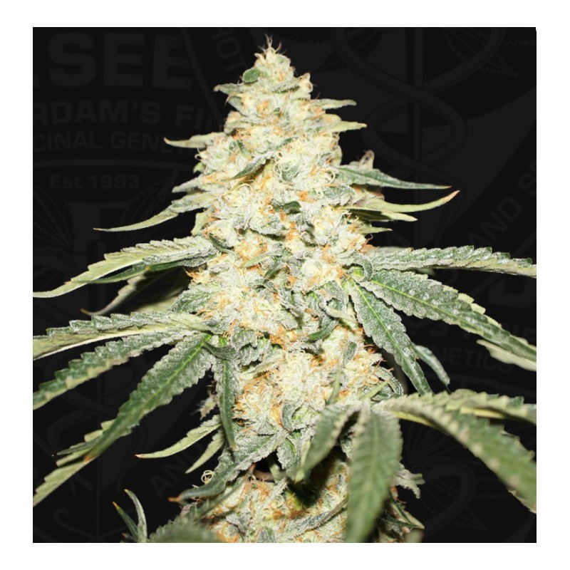 WY-KIKI · TH Seeds · graines de cannabis · Fem