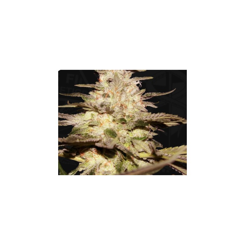 CALIFUNK · TH Seeds · kenevir tohum · Disi · Fem