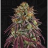 HAZANANA · TH Seeds · graines de cannabis · Fem