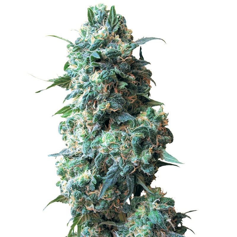 AFGHAN KUSH · White Label Seeds · sementes de maconha · Reg