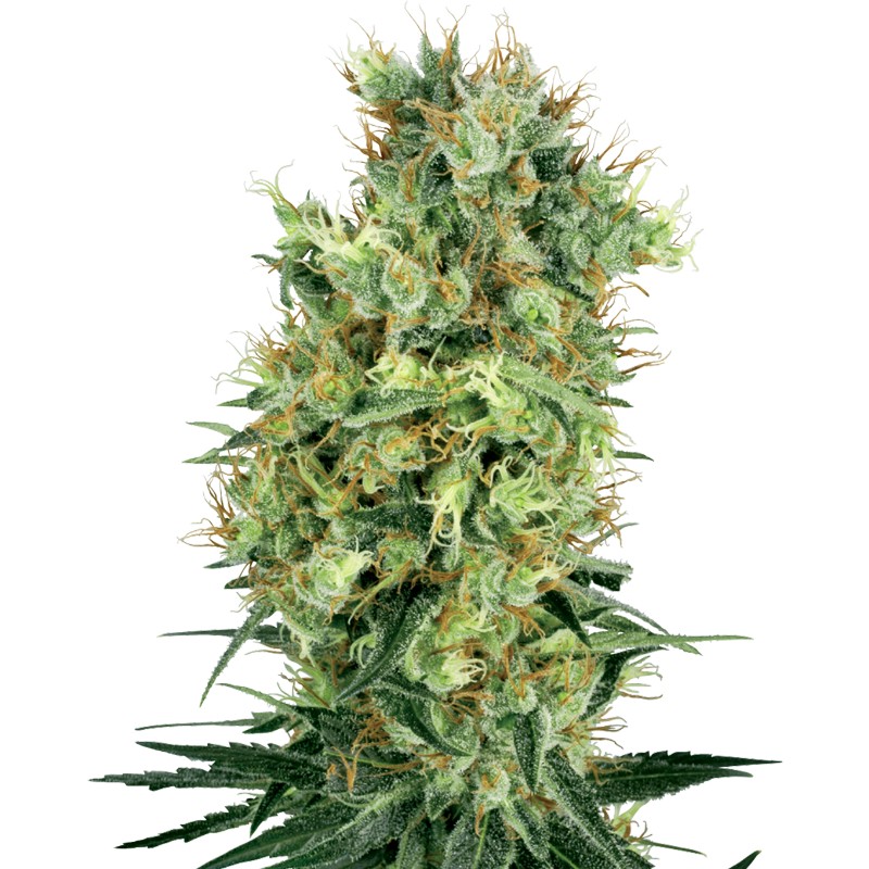CALI ORANGE BUD · White Label Seeds · cannabis seeds · Reg
