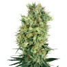 CALI ORANGE BUD · White Label Seeds · cannabis seeds · Reg