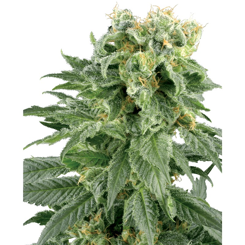 DOUBLE GUM · White Label Seeds · sementes de maconha · Reg