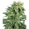 DOUBLE GUM · White Label Seeds · sementes de maconha · Reg