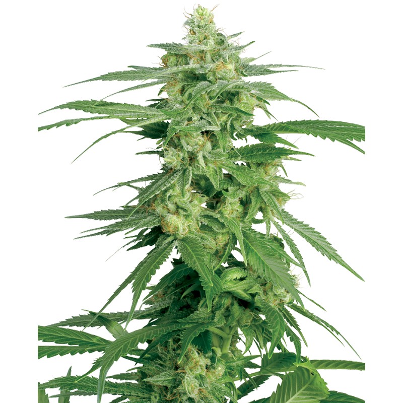 HOLLANDS HOPE · White Label Seeds · sementes de maconha · Reg