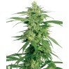 HOLLANDS HOPE · White Label Seeds · sementes de maconha · Reg