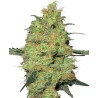 MASTER KUSH · White Label Seeds · sementes de maconha · Reg