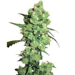 SUPER SKUNK · White Label Seeds · sementes de maconha · Reg