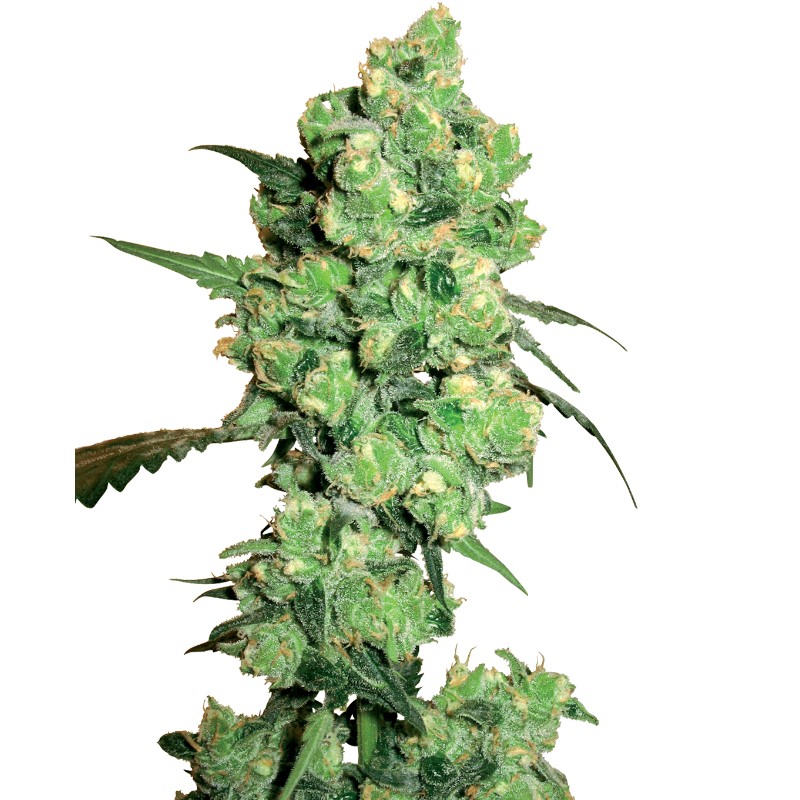 SUPER SKUNK · White Label Seeds · sementes de maconha · Reg