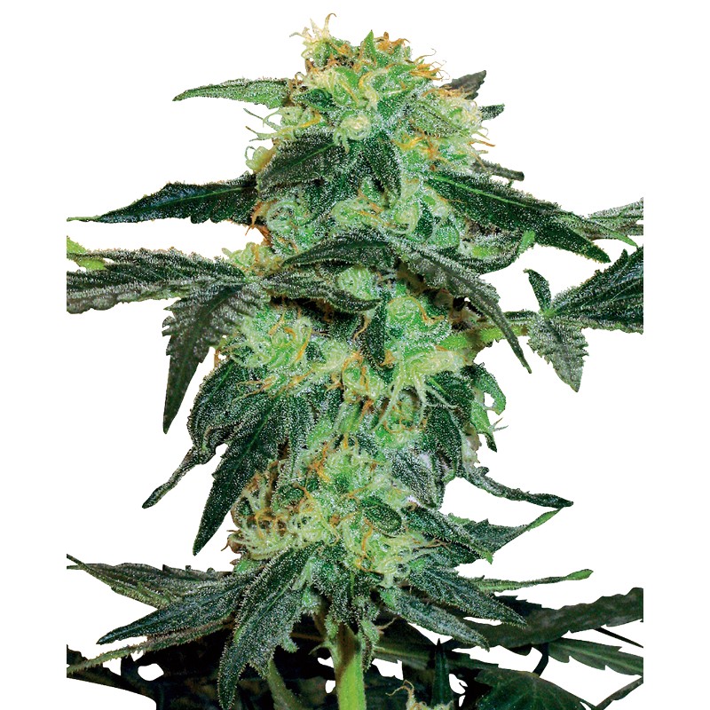 WHITE ICE · White Label Seeds · sementes de maconha · Reg