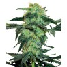 WHITE ICE · White Label Seeds · sementes de maconha · Reg