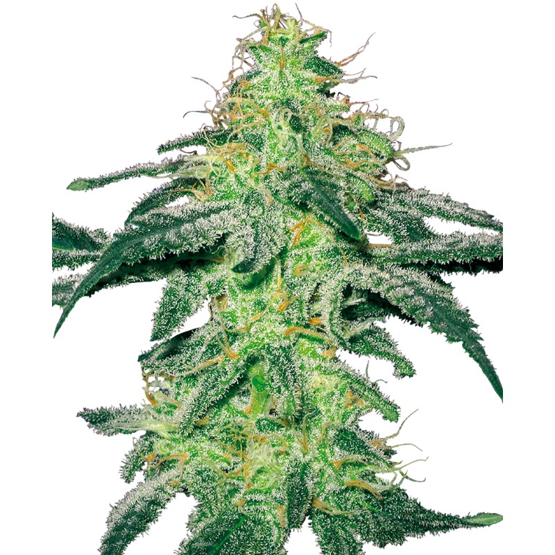 WHITE SKUNK · White Label Seeds · sementes de maconha · Reg
