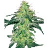 WHITE SKUNK · White Label Seeds · sementes de maconha · Reg