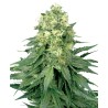 WHITE WIDOW · White Label Seeds · sementes de maconha · Reg