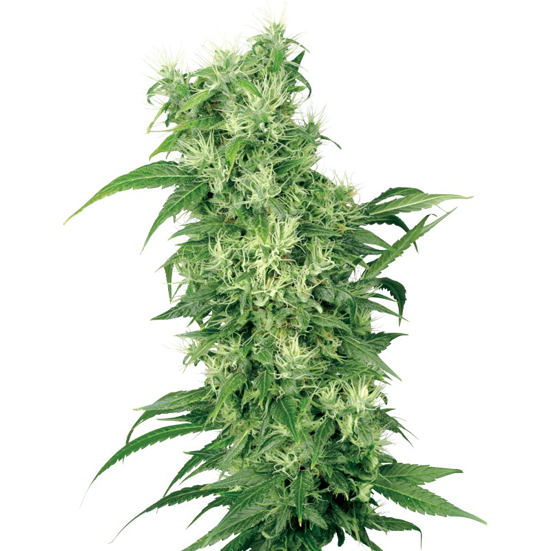 FEMALE MIX · White Label  Seeds · sementes de maconha · Fem