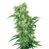 FEMALE MIX · White Label  Seeds · sementes de maconha · Fem