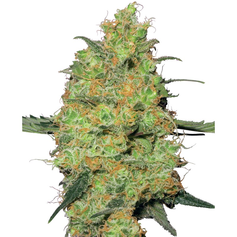 MASTER KUSH · White Label Seeds · cannabis seeds · Fem