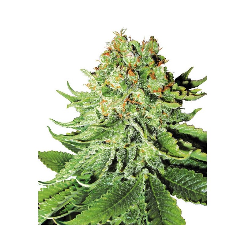 NORTHERN LIGHTS · White Label  Seeds · graines de cannabis · Fem