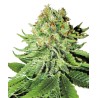 NORTHERN LIGHTS · White Label  Seeds · graines de cannabis · Fem