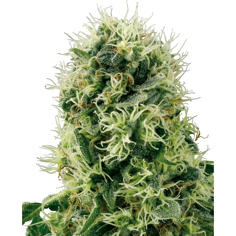 PURE POWER PLANT · White Label Seeds · cannabis seeds · Fem