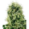 PURE POWER PLANT · White Label  Seeds · sementes de maconha · Fem