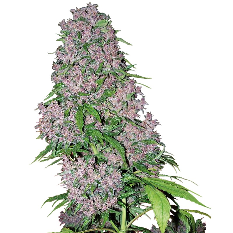 PURPLE BUD · White Label Seeds · cannabis seeds · Fem