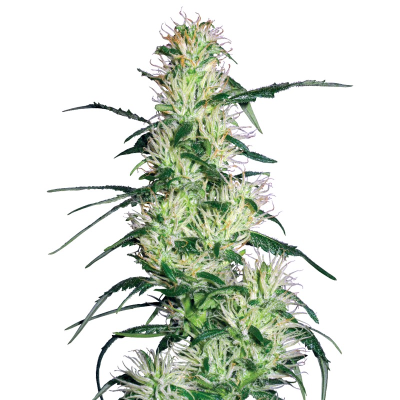 PURPLE HAZE · White Label  Seeds · sementes de maconha · Fem