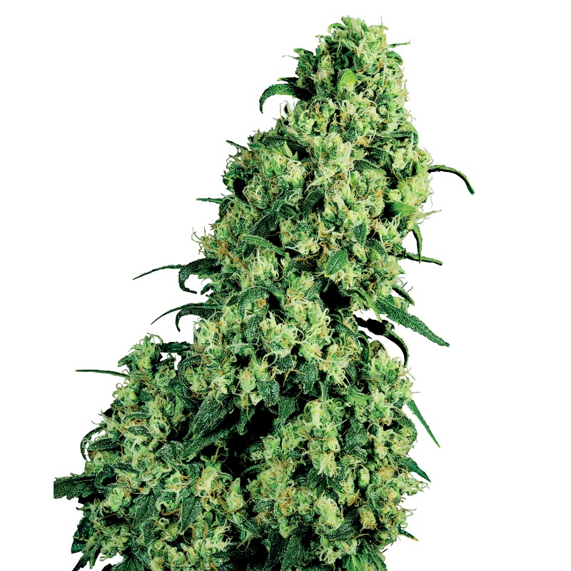 SKUNK 1 · White Label  Seeds · graines de cannabis · Fem