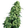 SKUNK 1 · White Label  Seeds · kaufen cannabis samen · Fem