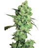 SUPER SKUNK · White Label  Seeds · graines de cannabis · Fem
