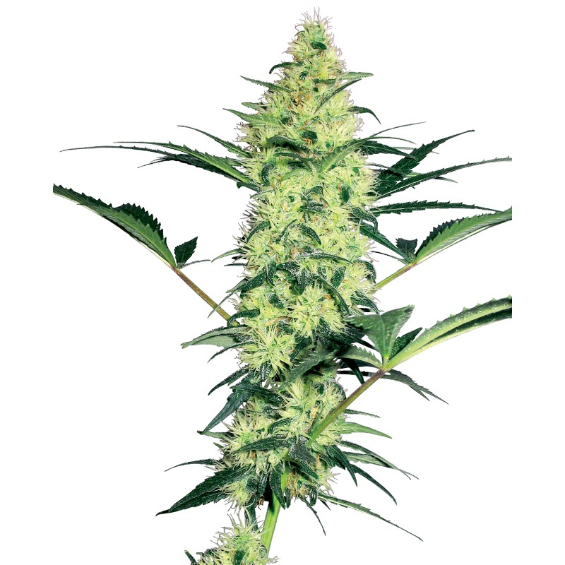 WHITE DIESEL · White Label  Seeds · sementes de maconha · Fem