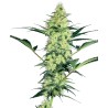 WHITE DIESEL · White Label  Seeds · kaufen cannabis samen · Fem