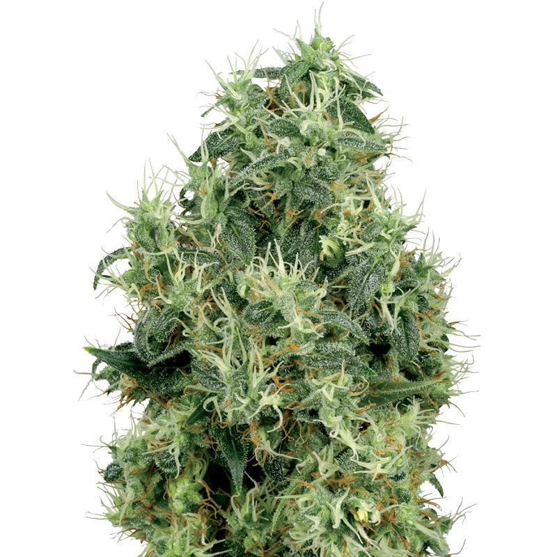 WHITE GOLD · White Label Seeds · kenevir tohum · Disi · Fem